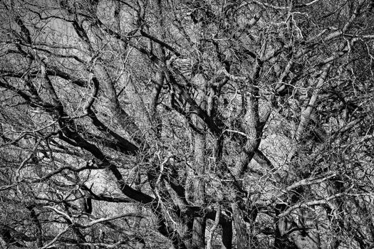 DSC_3868Hexe-2.jpeg
