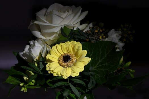 NZ8_3555.JPG