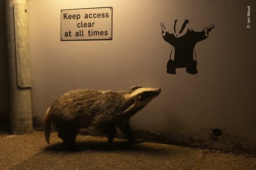k_© Ian Wood, Wildlife Photographer of the Year.jpg k_© Ian Wood, Wildlife Photographer of the Year.jpg