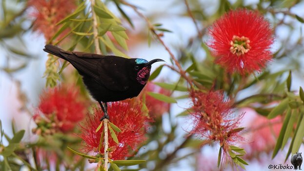 s297_Aberdare_AmethysSunbirdMale_8922.jpg