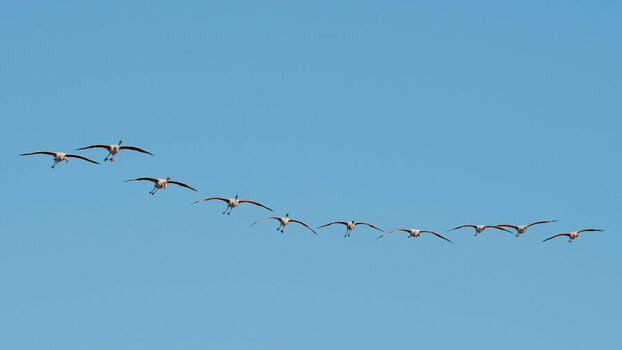 _ROB6148 Flamingo.jpg