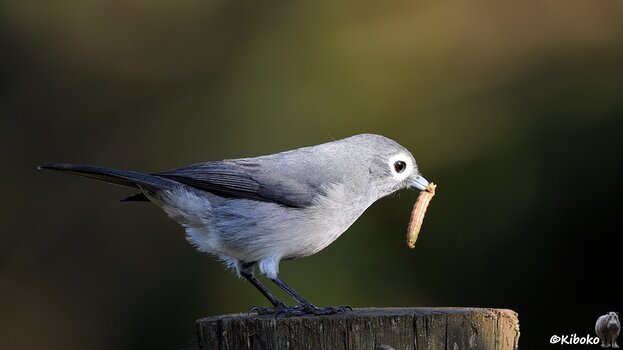 s305_Aberdare_WhiteEyedSlatyFlycatcher_9090.jpg