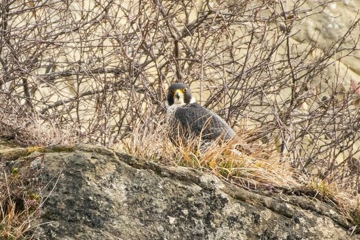 _ROB1230 Wanderfalke blick.jpg
