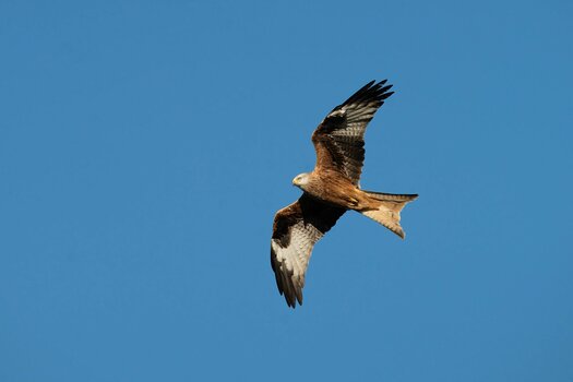 k_034_SIGMA_300-600mm F4 DG OS Sports_AndrewJames_Referenz.jpg