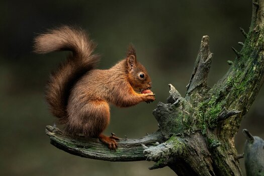 k_035_SIGMA_300-600mm F4 DG OS Sports_AndrewJames_Referenz.jpg