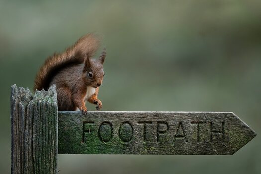 k_037_SIGMA_300-600mm F4 DG OS Sports_AndrewJames_Referenz.jpg