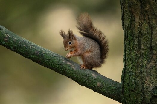 k_038_SIGMA_300-600mm F4 DG OS Sports_AndrewJames_Referenz.jpg
