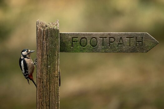 k_039_SIGMA_300-600mm F4 DG OS Sports_AndrewJames_Referenz.jpg