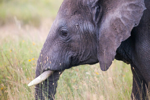 Elefant.jpg