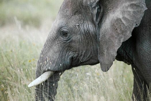 Elefant.jpg
