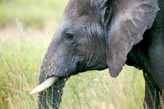 Elefant_NEU.jpg