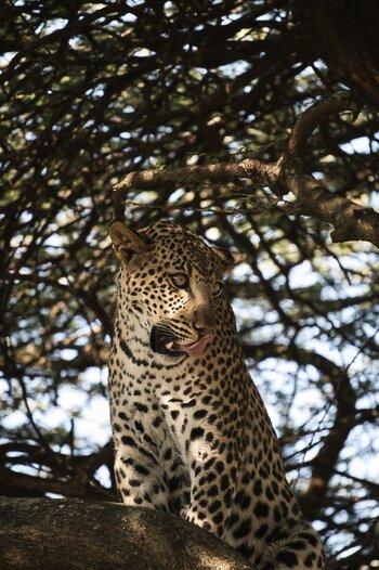 Leopard.jpg
