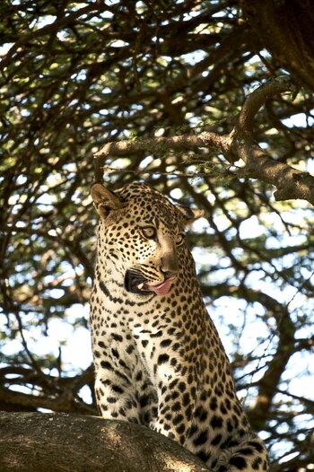 Leopard-1_NEU.jpg