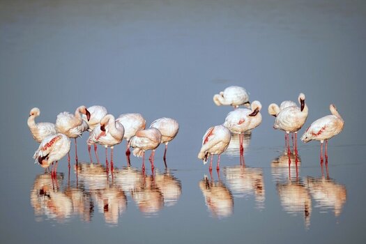 flamingogruppe.jpg