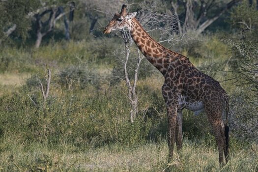 giraffe.jpg