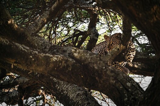leopard.jpg