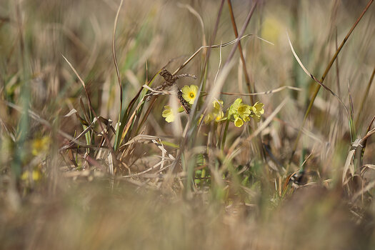 DSC_5601.f.jpg