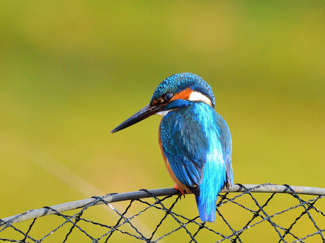 Eisvogel 1 (10)_02.JPG