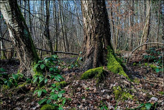 comp_Birken im Bruchwald.jpg
