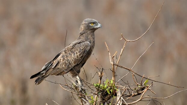 Braunschlagenadler.jpg