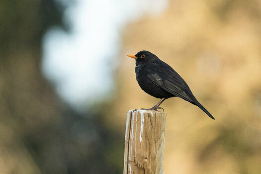 _ROB2160 Amsel.jpg