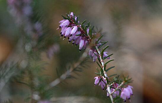 DSC_5574.f.jpg