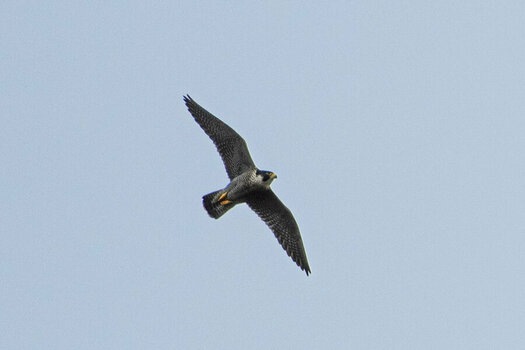 _ROB1256 Wanderfalke flug.jpg