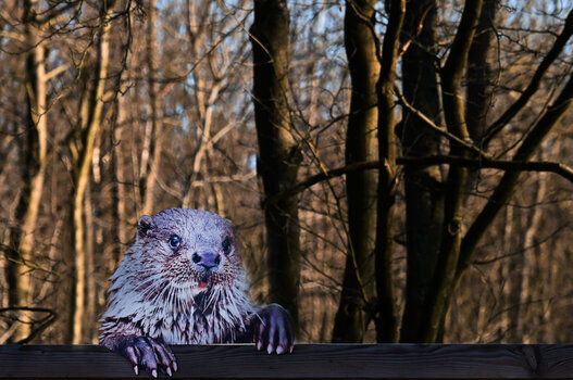 Schild Otterzentrum.jpg