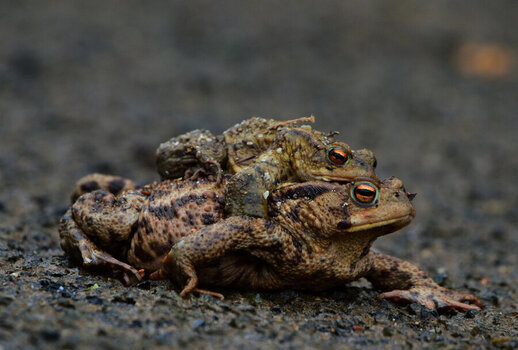 DSC_0056_01.JPG