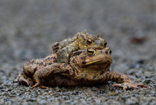 DSC_0057.JPG