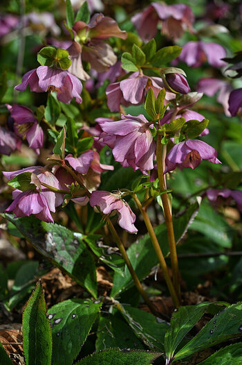 DSC_5582..f.jpg