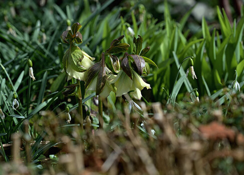 DSC_5589.f.jpg