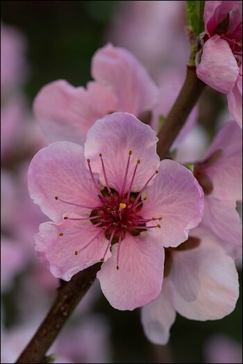 comp_Pfirsichblüte (2).jpg