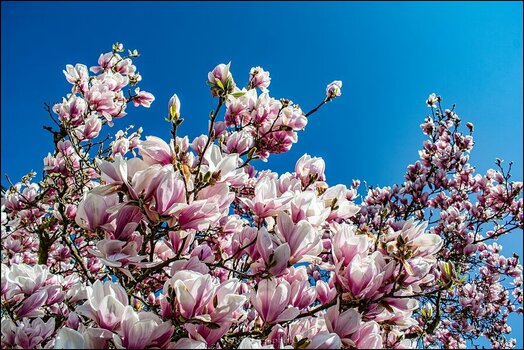 comp_Magnolienpracht.jpg
