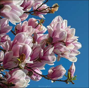 comp_Magnolienblüte.jpg