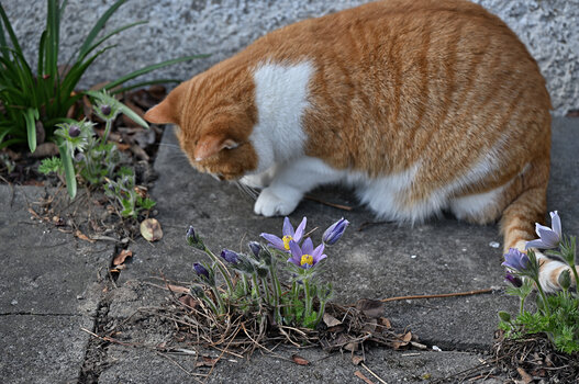 DSC_5605.f.jpg