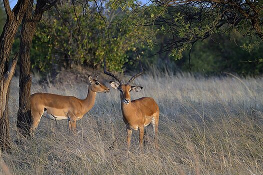 impala-forum.jpg