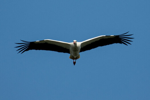 _ROB2341 Storch.jpg