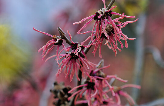 DSC_2154.f.jpg
