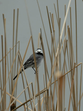 DSC_5207_DxO.jpg
