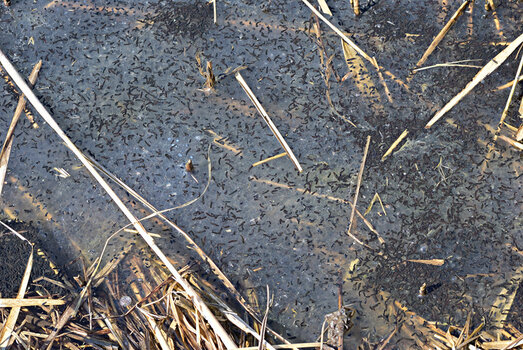 DSC_5773.f.jpg