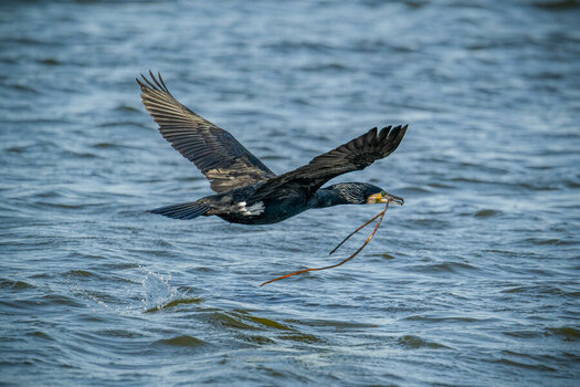 kormoran.jpg