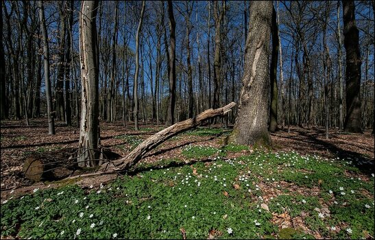 comp_Frühling im Buchenwald.jpg