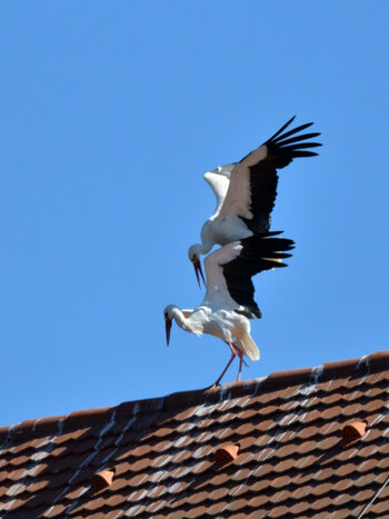 DSC_6462.JPG