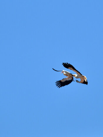 DSC_6470.JPG