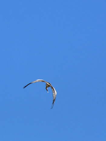 DSC_6484.JPG