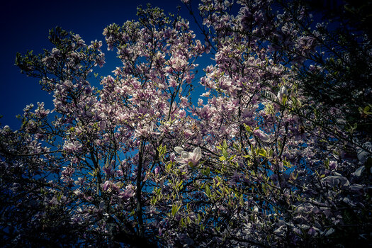 BE060425-10.jpg