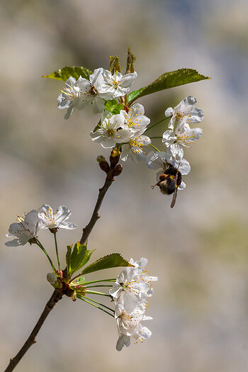 _DSC9527-1.jpg