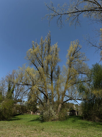 Neues Panorama 2.f.jpg