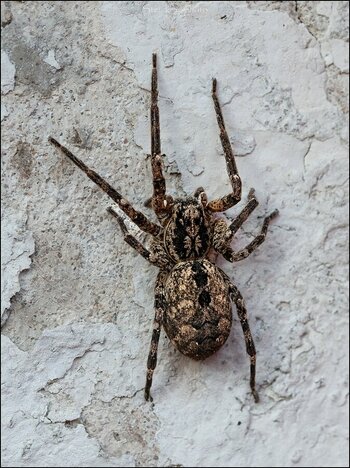 comp_Nosferatuspinne 2.jpg
